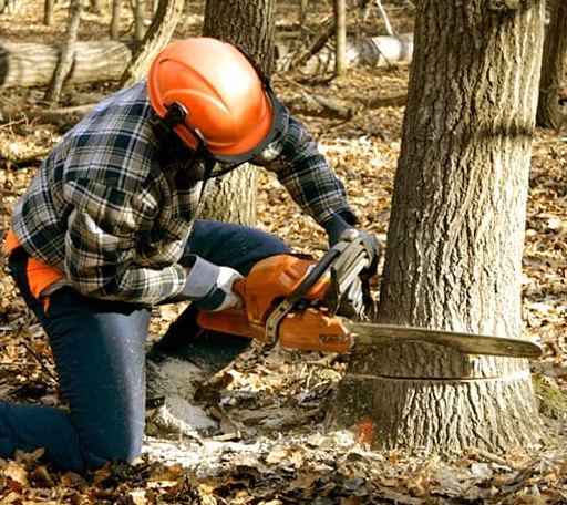 Tree Removal in Southport, ME